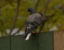 Pigeon on the fence.