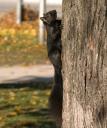 Squirrel climbing tree.