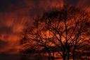 Sunset behined a tree