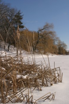 Winter reeds in High Park