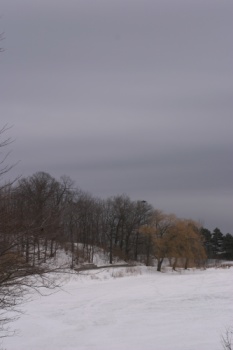 Grey skies in High Park