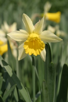 Daffodil in a field.