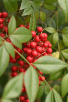 Red berries hidden by leaves.