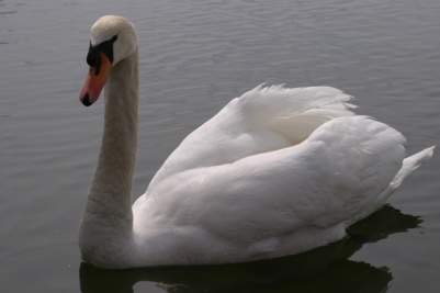Swan on Lake Ontario.
