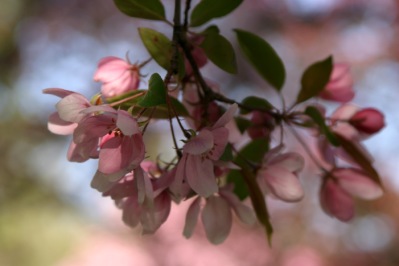 Pink tree blossom.