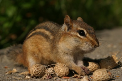 Chipmunk among peanut shells.