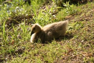 Gosling sun bathing in the park.