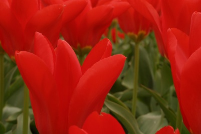 A sea of red tulips with green stems.