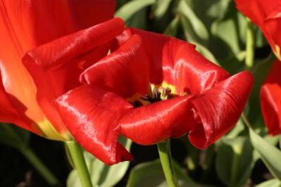 Red tulip in the sun.