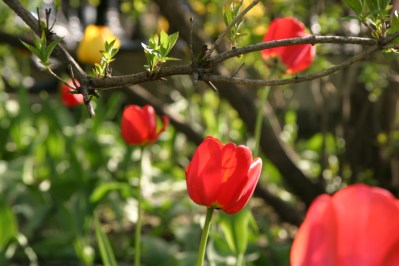 Tulips under a branch.