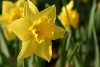 Yellow Daffodil