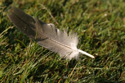 Dew covered feather on the grass.