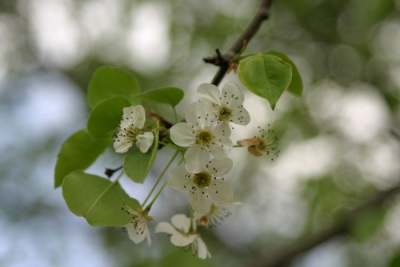 White flowers.