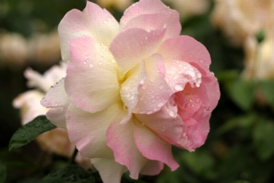 Pink rose with water dropplets.