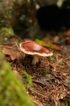 Fungi growing in the woods.