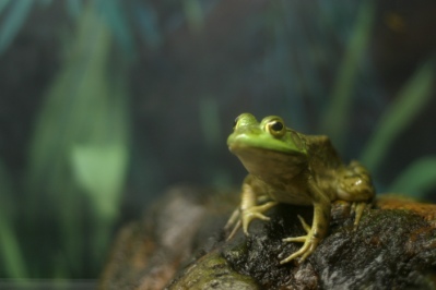 A green frog.