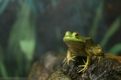 A green frog.