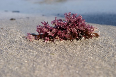 Seaweed.  Kejimkujik Sea Adjunct, Nova Scotia.