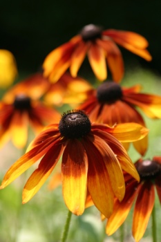 Black eyed Susans