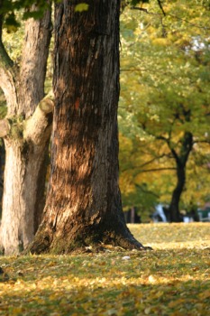 Autumn leaves covering the grass.