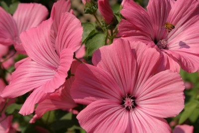 Bee hovering over pink flowers