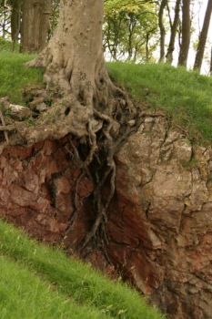 Tree roots growing in the side of a cliff