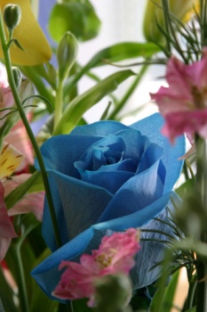 A blue rose