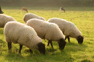 Three sheep