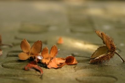 Acorns on grave