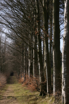 Winter Trees in early April