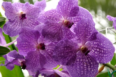 Purple Orchids at Kew Gardens